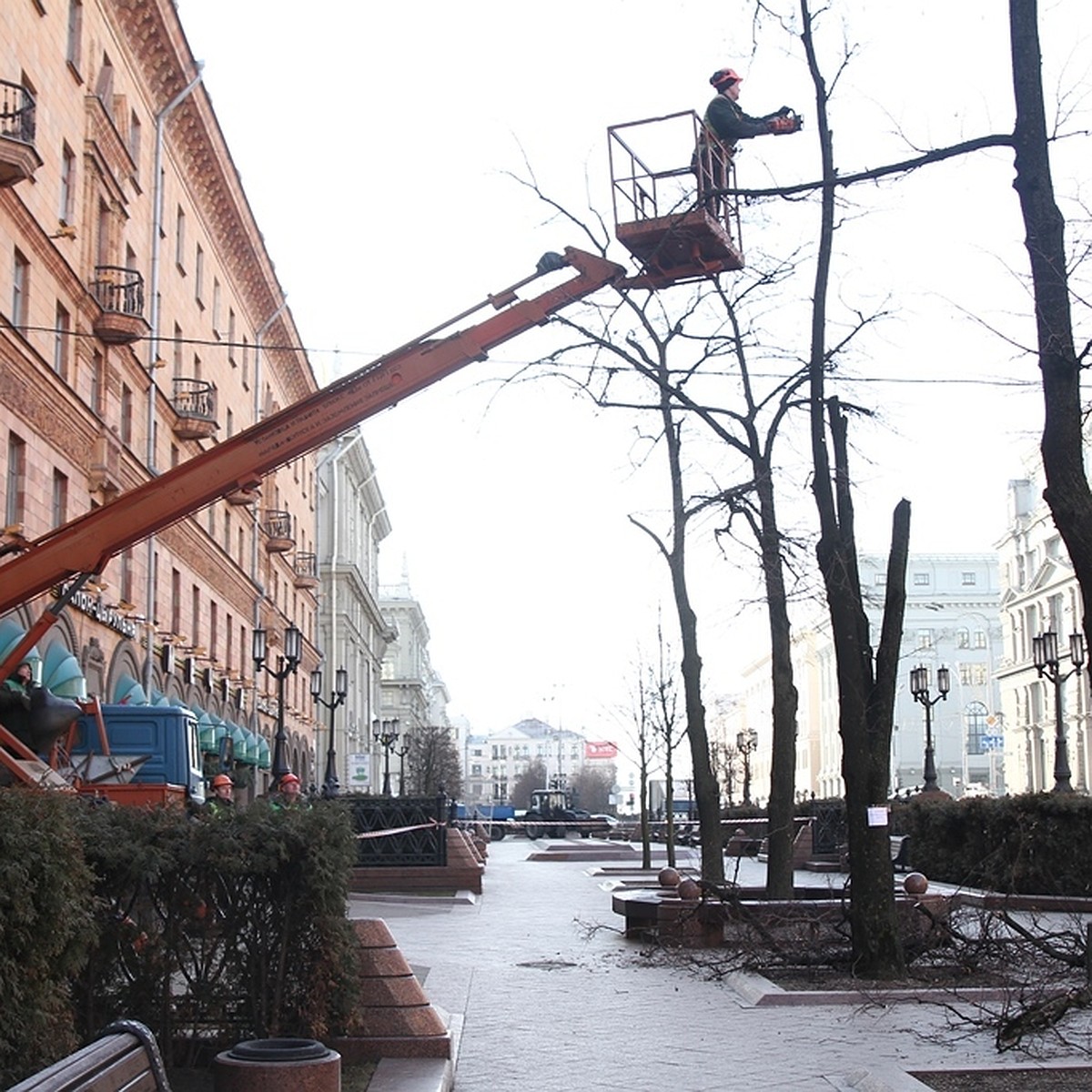 Зеленстрой» - о вырубке на Ленина: «Липы сильно ослаблены. На их месте мы  посадим новые» - KP.RU