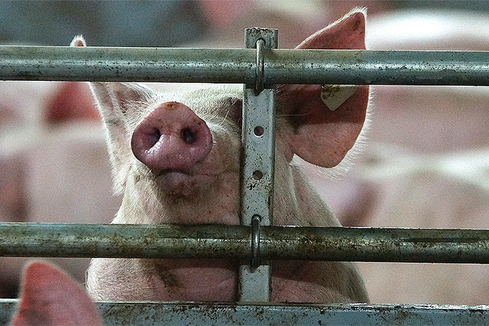 На сегодня украинские исследователи сообщают о проведении успешных испытаний их разработки на свиньях.