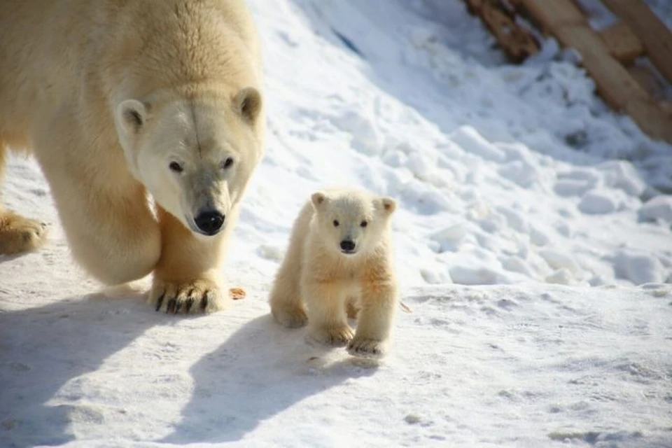 В Якутии объявлен конкурс: придумай имя медвежонку.