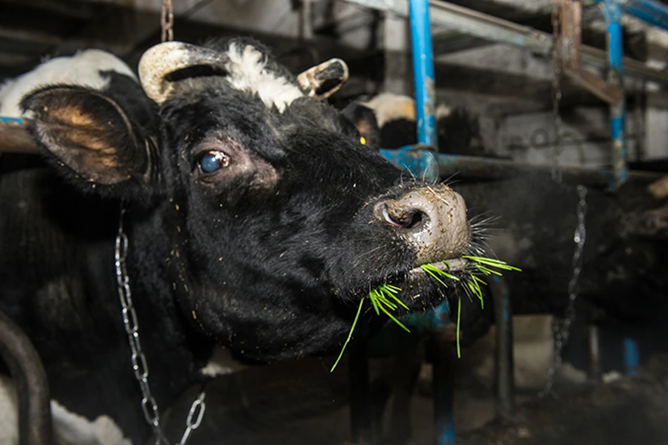 За молочную ферму в Хабаровском крае развернулась нешуточная борьба
