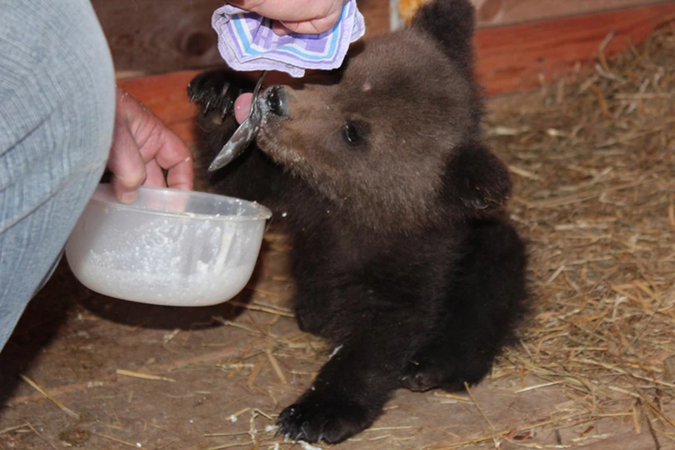 Спасенный нижегородцем медвежонок Балу нашел новый дом
