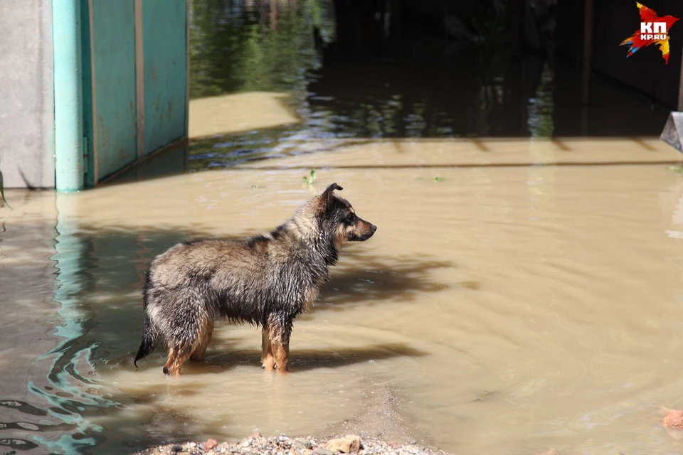 В МЧС опровергли, что паводок на Ставрополье может прорвать дамбу и затопить дома 40 тысяч человек
