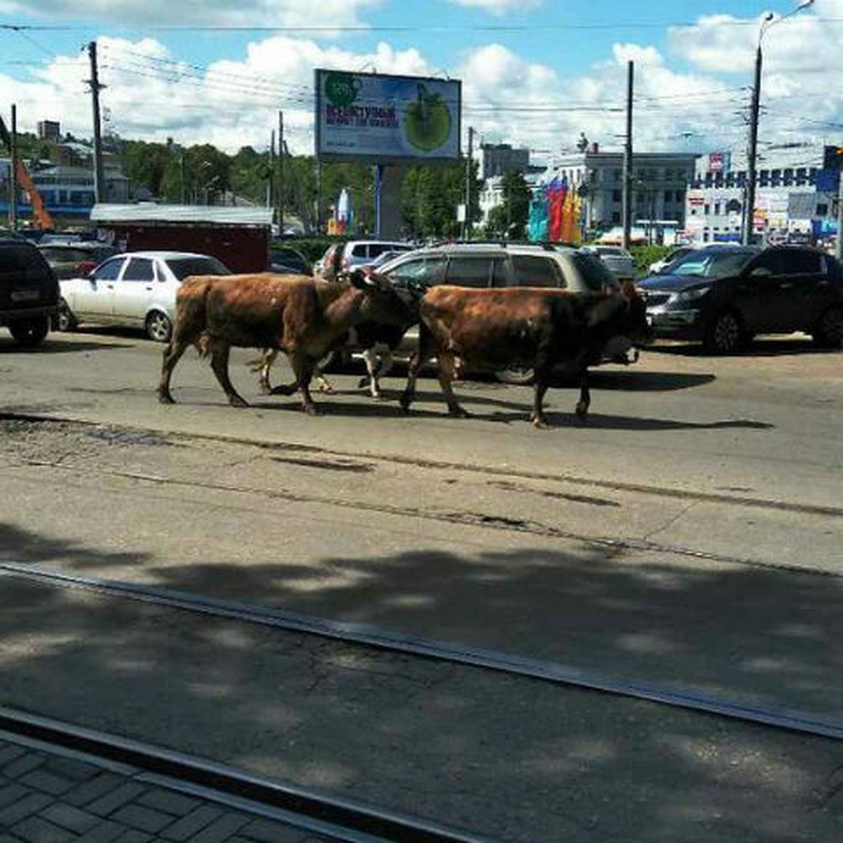 Коровы-нарушительницы перекрыли центральную магистраль Нижнего - KP.RU