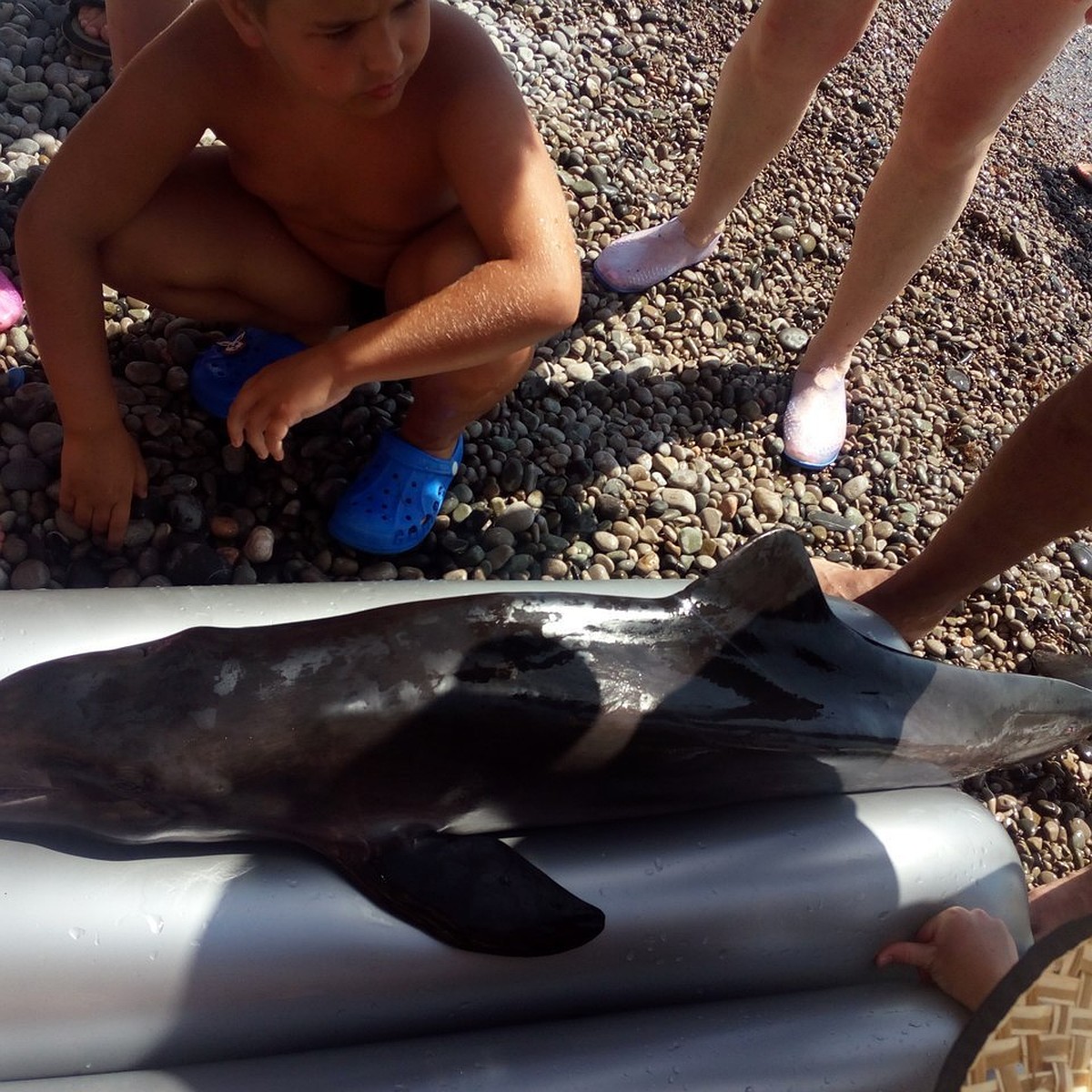Туристы пытались спасти в Алупке дельфина, которого прибило к берегу - KP.RU