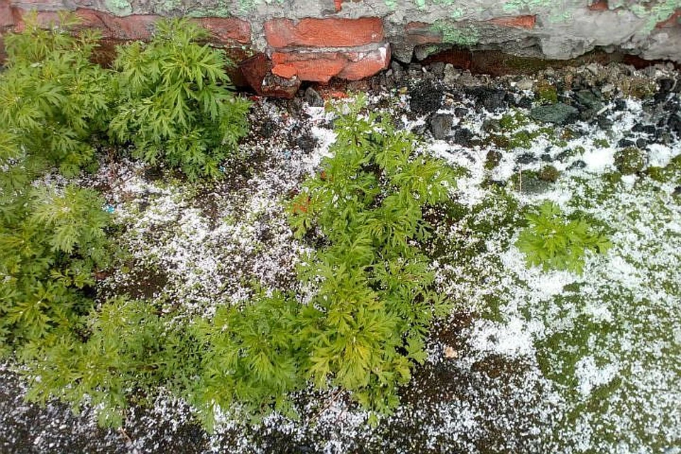 Северяне жалеют робкую зелень,, ведь лето в этих краях и так короткое Фото: Типичный Норильск