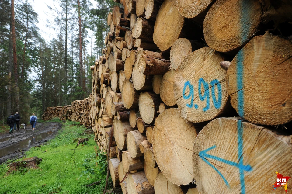 Даже во время сессии ЮНЕСКО в Кракове в Беловежской пуще продолжалась вырубка деревьев.