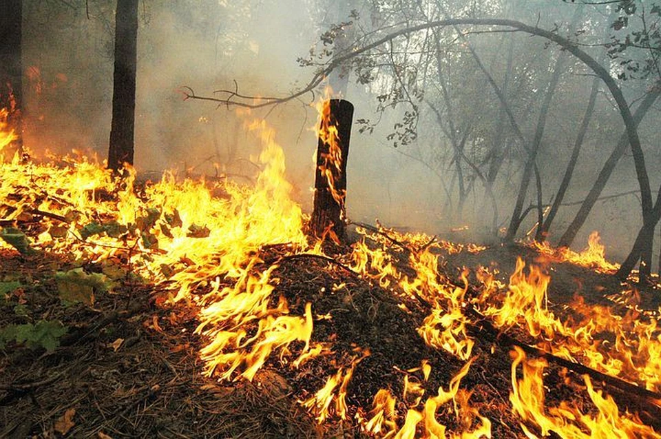 Власти Ямала просят помощи в борьбе с лесными пожарами