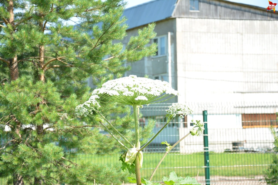 Борщевик цветет пышным цветом за оградой интерната