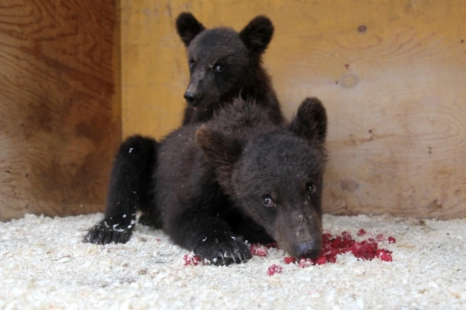 Осиротевших медвежат привезли с севера Иркутской области в питомник К-9