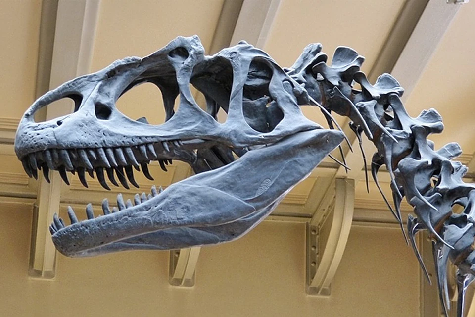 В руки палеонтологов попали кости 6 разных патаготитанов. Фото: pixabay.com