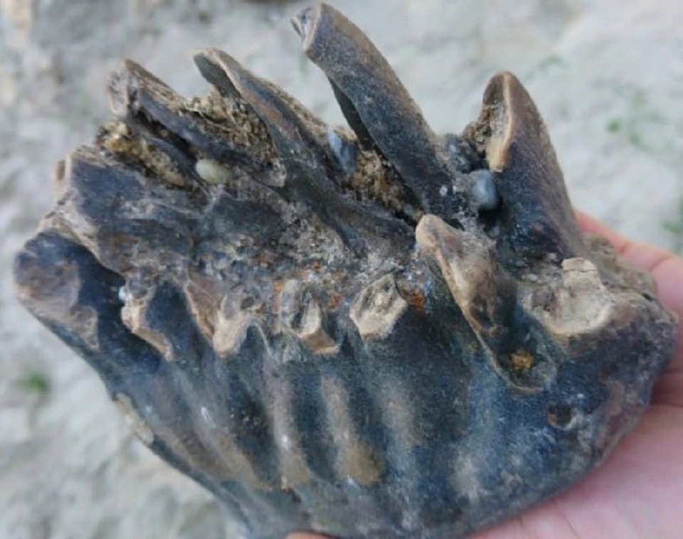 Дачник из Тюмени выкопал на своем участке зуб мамонта. Фото Юрия Анейчика
