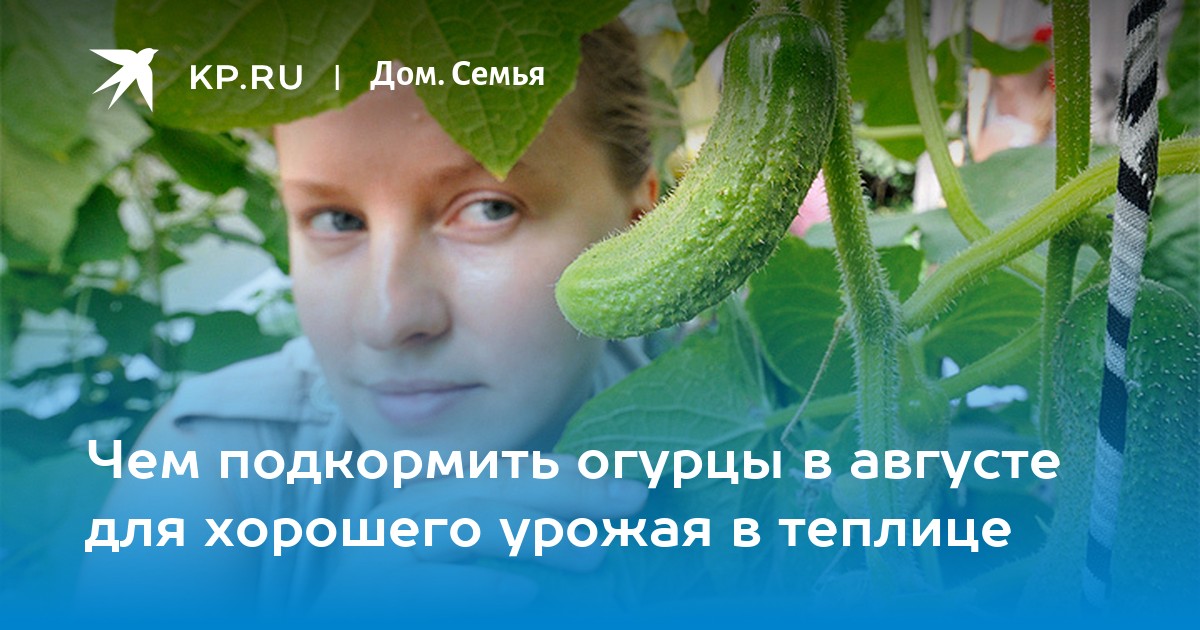 Чем подкормить огурцы в августе для хорошего урожая в теплице - KP.RU