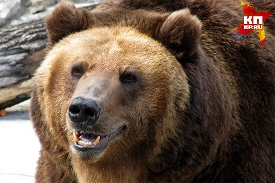 В Красноярском крае полицейский застрелил медведя прямо на улице поселка