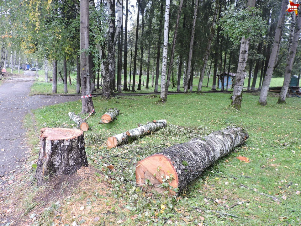 В Мичуринском парке вырубили 90 деревьев