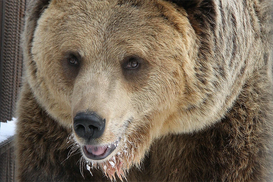 Вырвавшийся на свободу медведь напал на 86-летнего мужчину.