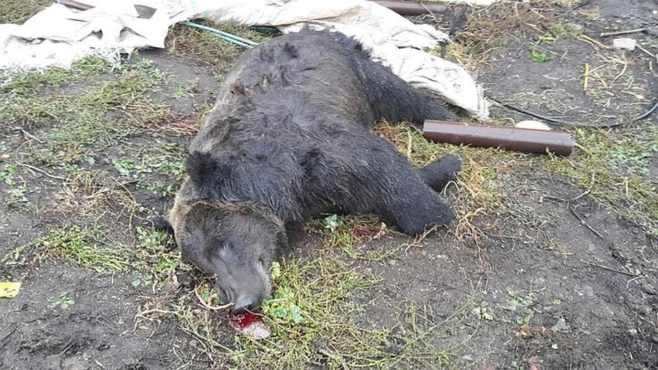 Зверя убили полицейские.