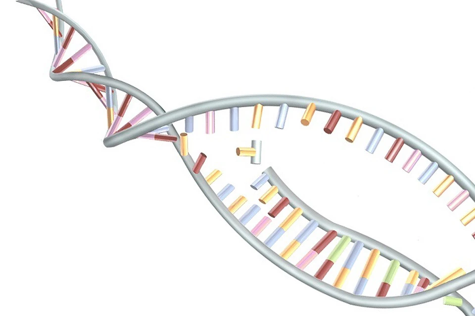 Схематическое изображение молекулы ДНК.