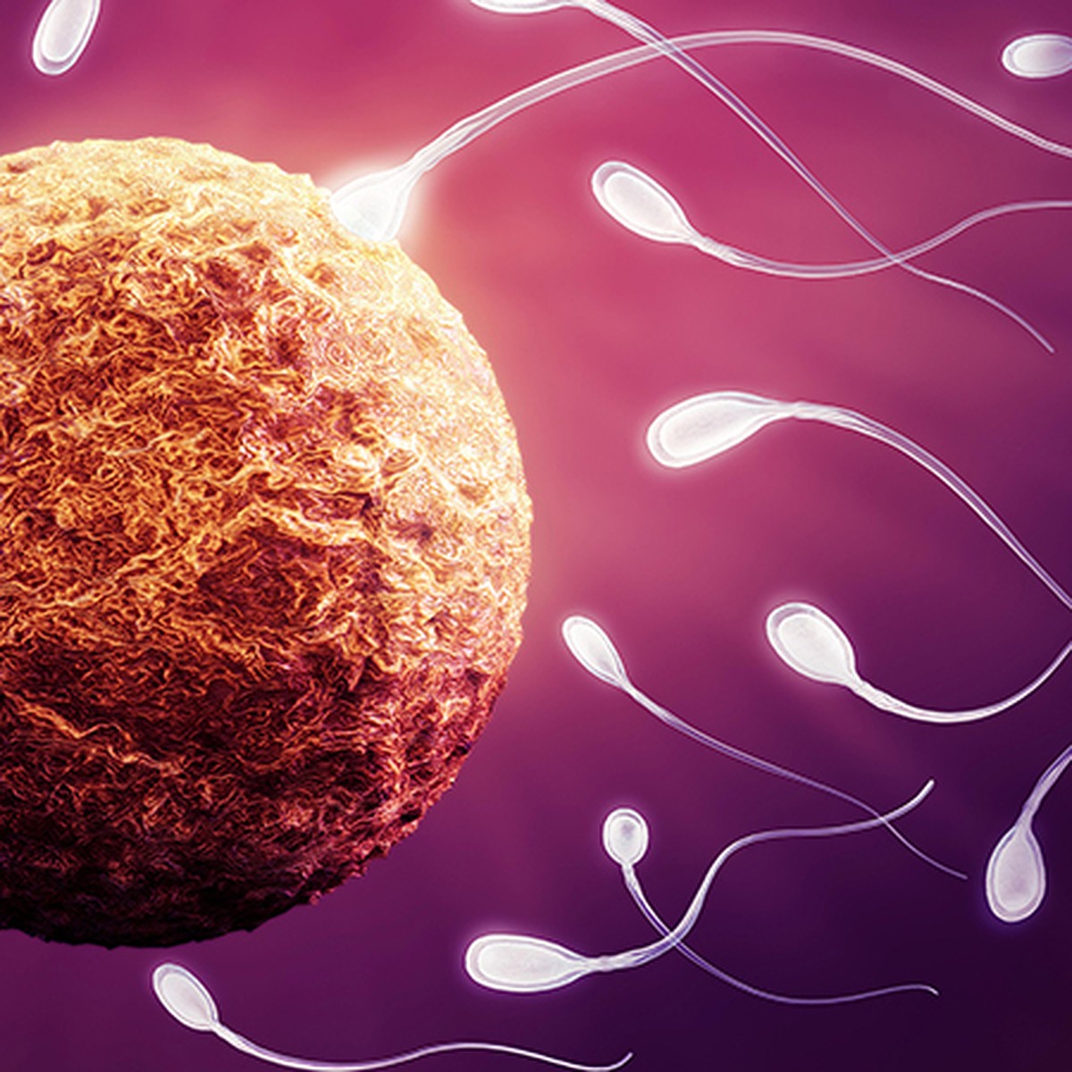 Оплодотворение яйцеклетки — что это, как происходит, через сколько наступает беременность
