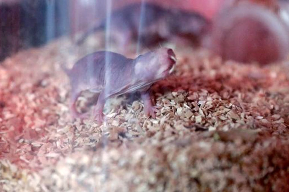Голый землекоп - уникальный представитель грызунов, живет более 30 лет, и долгое время на протяжении жизни сохраняет признаки молодости