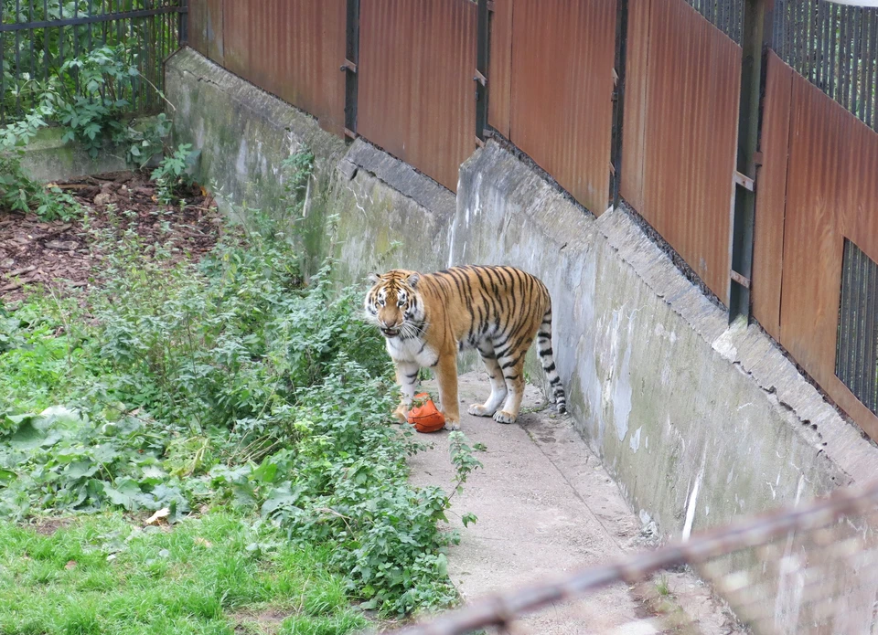В зоопарке сказали, это первый за всю историю случай нападения тигра на человека в Калининграде.