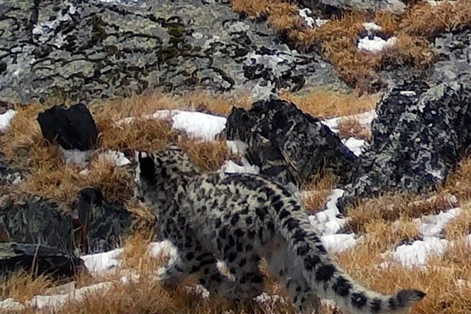 Под прицелы автоматических камер наблюдения попала самка с двумя котятами на плато Укок. На фото один из детенышей.