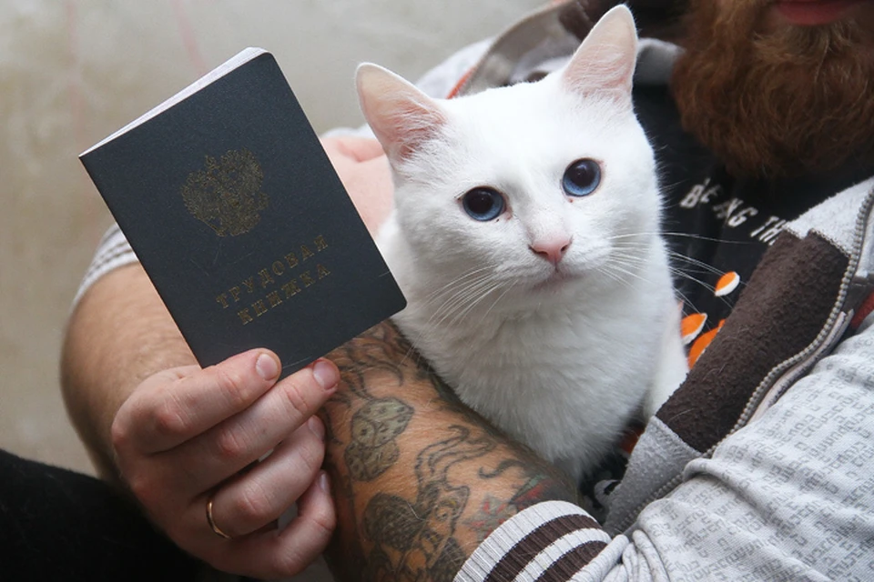Кефир - первый кот в России, который официально трудоустроен.