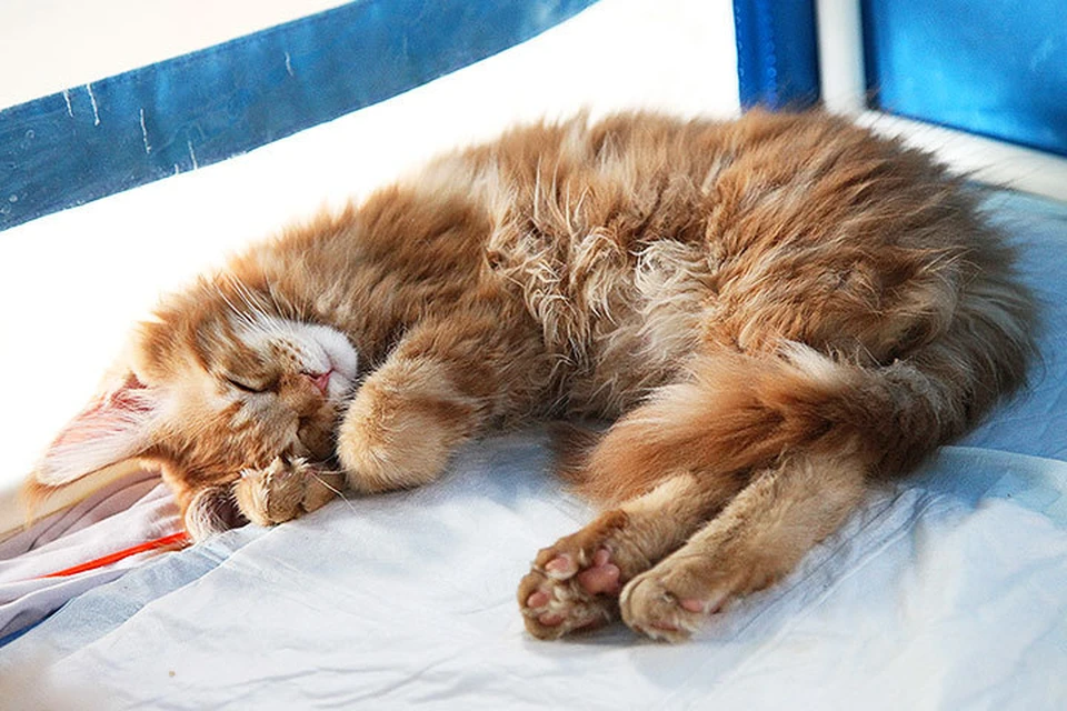 Судороги у кота