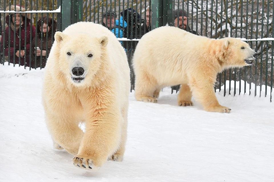 С 23 ноября, в связи с сокращением светового дня, Московский зоопарк переходит на зимний режим работы