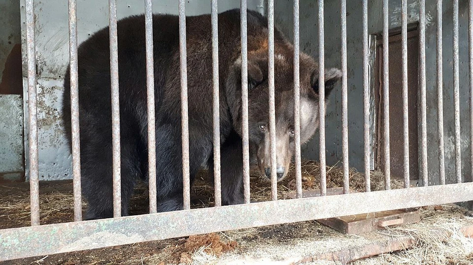 Медведица Маша, живущая на зообазе в Леоново. Фото: взято из группы ВК wolfriend