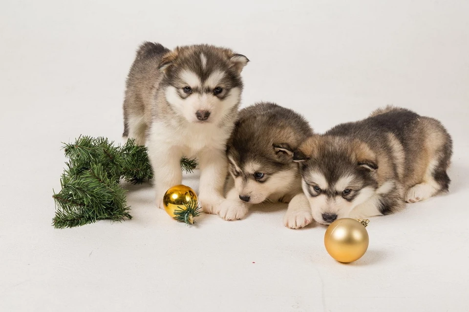 18 с жив. собака и кошка вместе. тигр амур. смешные животные. лисья семья.