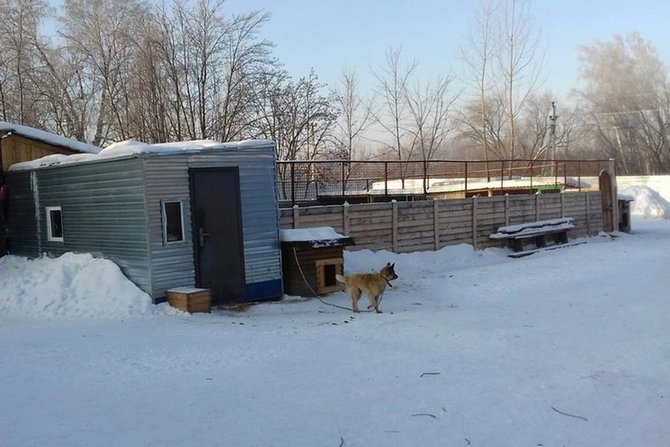 Приют верный Кемерово. Приют верный друг Дубна.