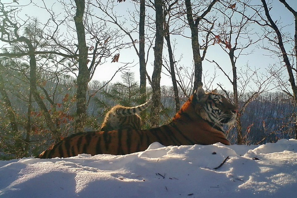 Повседневную жизнь тигрицы и маленьких тигрят зафиксировали фотоловушки "Земле леопарда" Фото: ФГБУ "Земля леопарда"