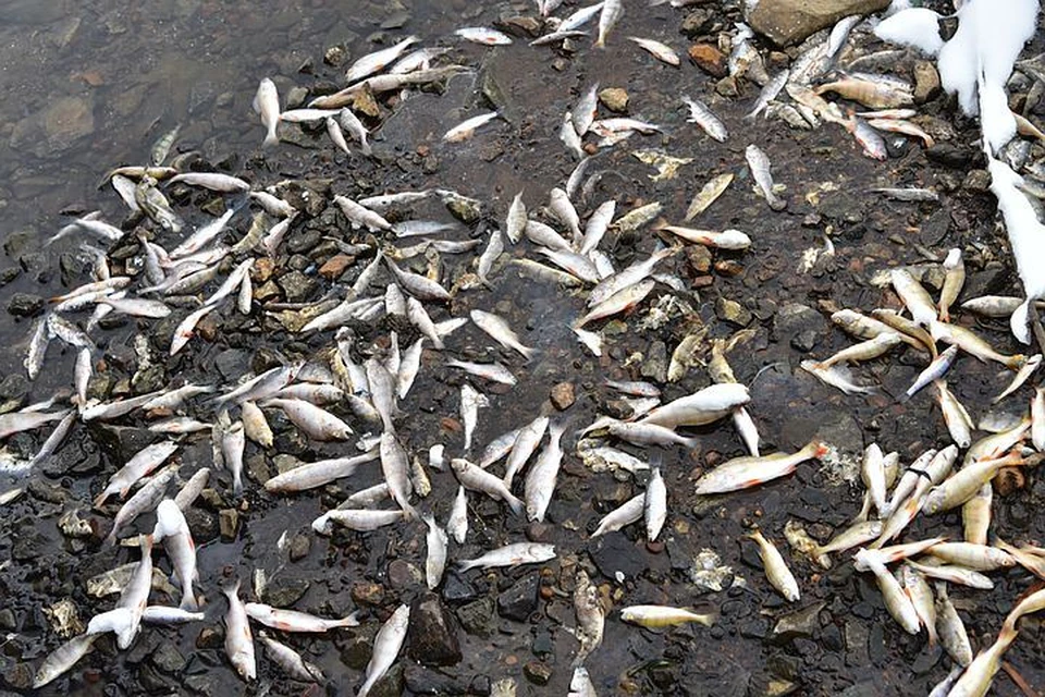 Рыбки гибнут