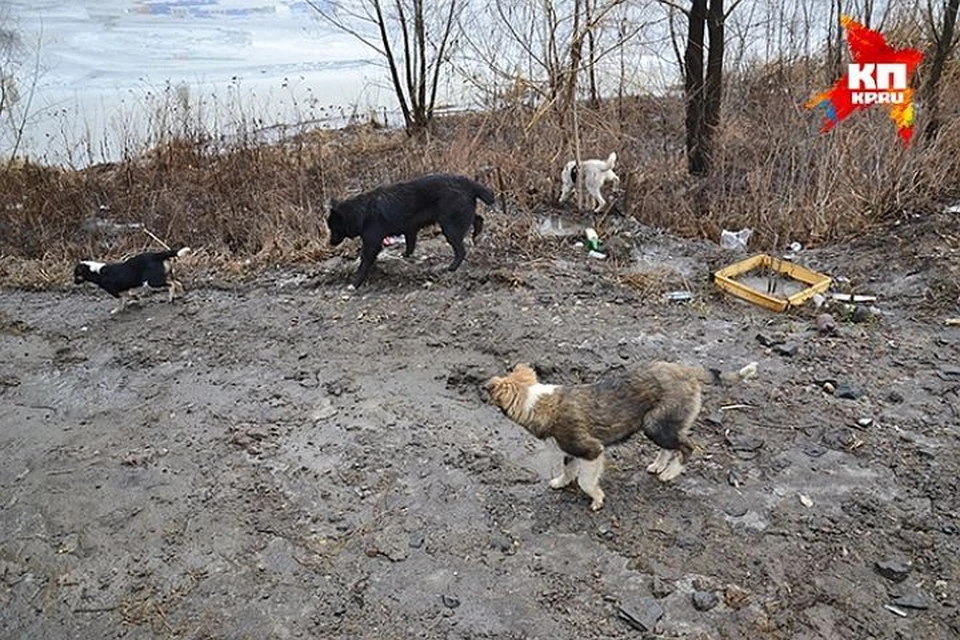 Ядовитые вещества разбрасывают по всему городу. Собаке достаточно один-два раза лизнуть отраву, и через 40 минут она погибнет в страшных муках.