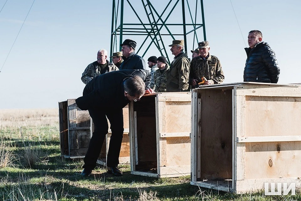 Губернатор Астраханской области Александр Жилкин выпускает сайгаков в дикую природу