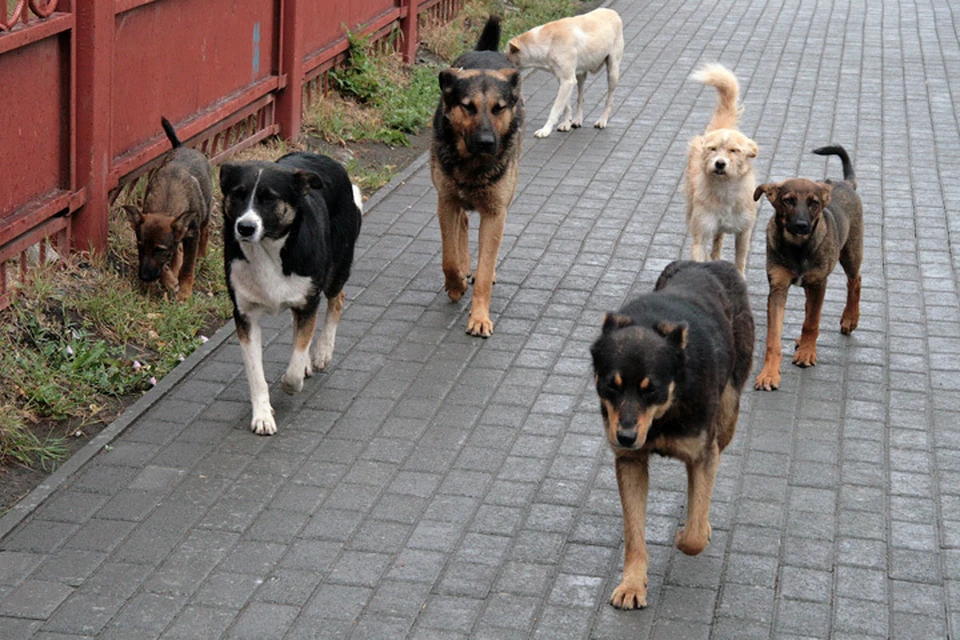 Большое количество бродячих собак в городах заставляет задуматься: что делать с этими животными?