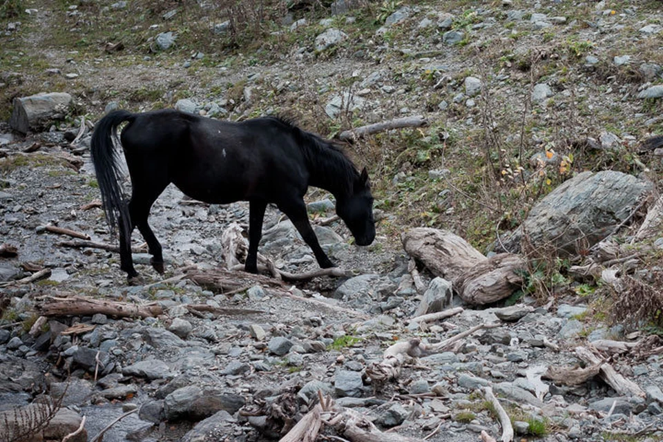 В Дагестане пресекли попытку транзита табуна лошадей из Азербайджана