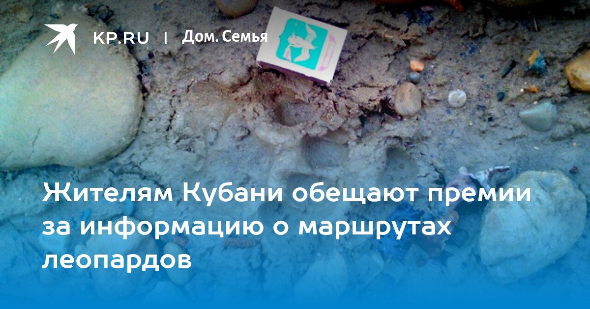 Жителям Кубани обещают премии за информацию о маршрутах леопардов