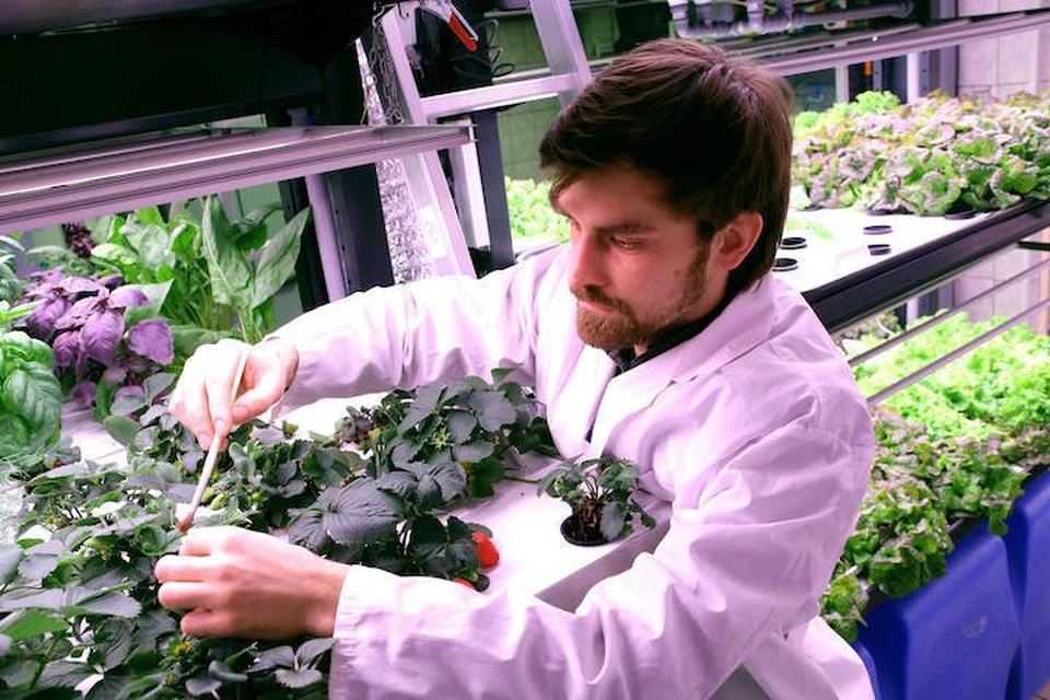 Ученые проводят исследования в области светокультуры растений. Фото: timacad.ru