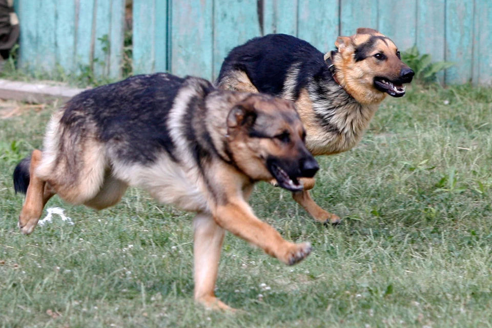Борец из Дагестана отбился от нападения стаи бродячих собак