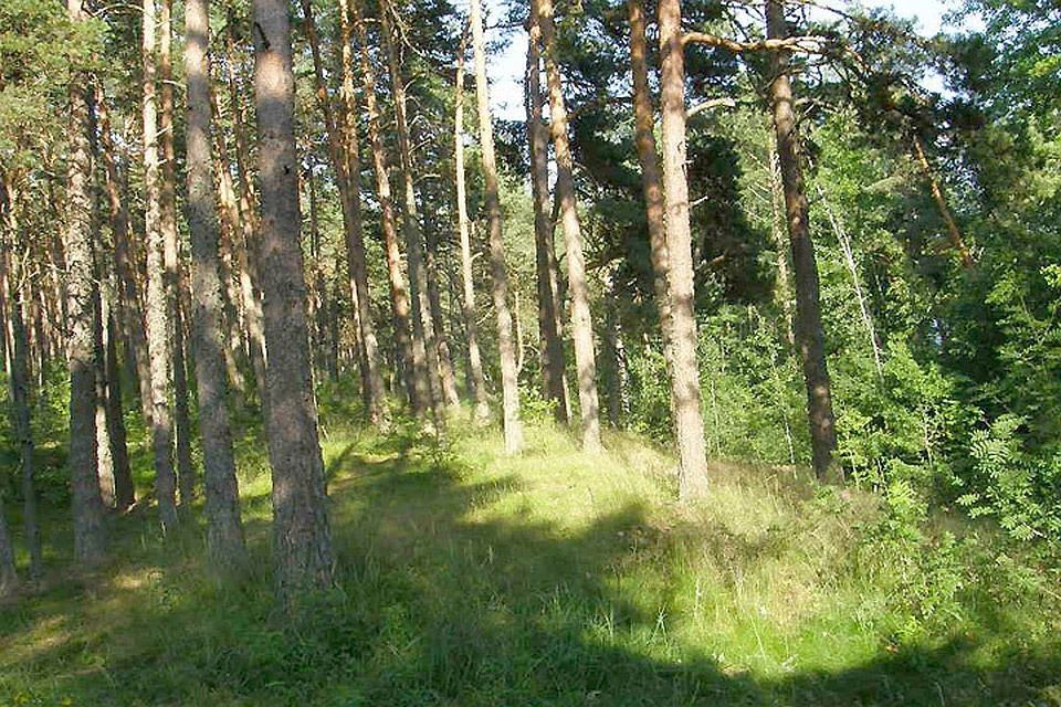 Защитников природы тревожит будущее эстонских лесов. Фото: из архива «КП» в Северной Европе»