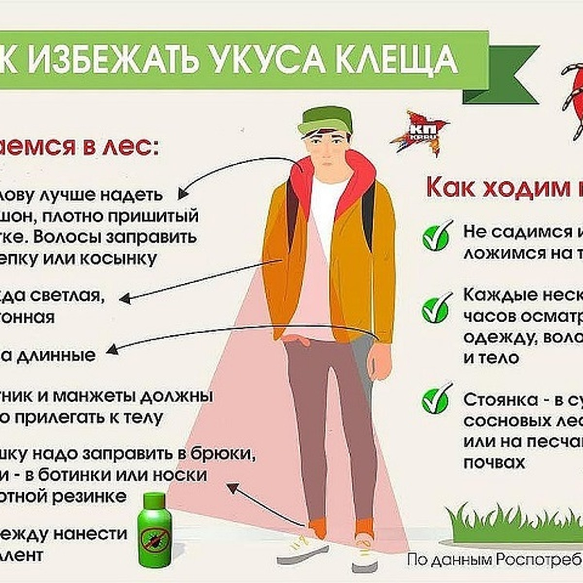 Как уберечься от укуса клеща - KP.RU