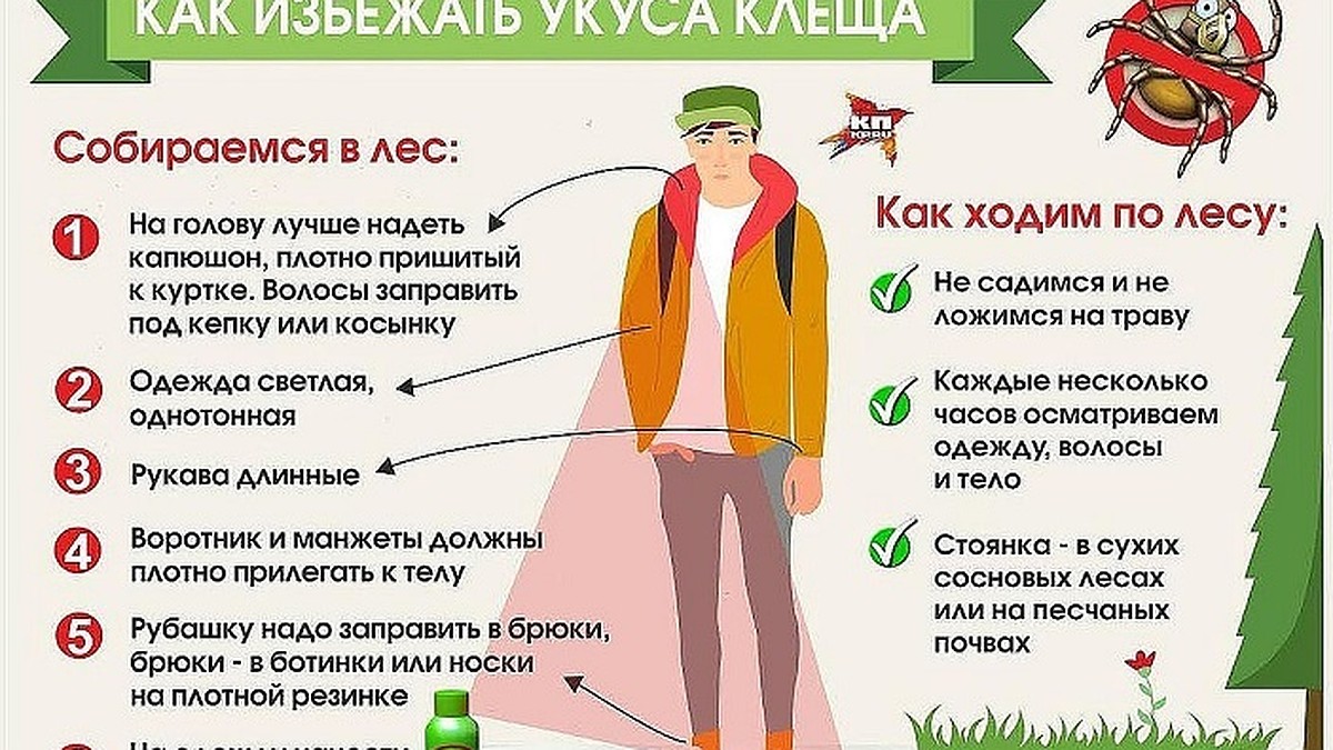 Как уберечься от укуса клеща - KP.RU