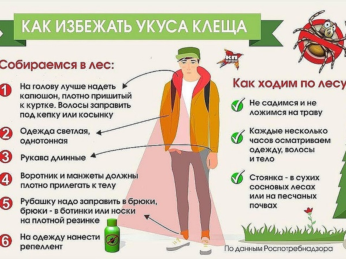 Как уберечься от укуса клеща - KP.RU