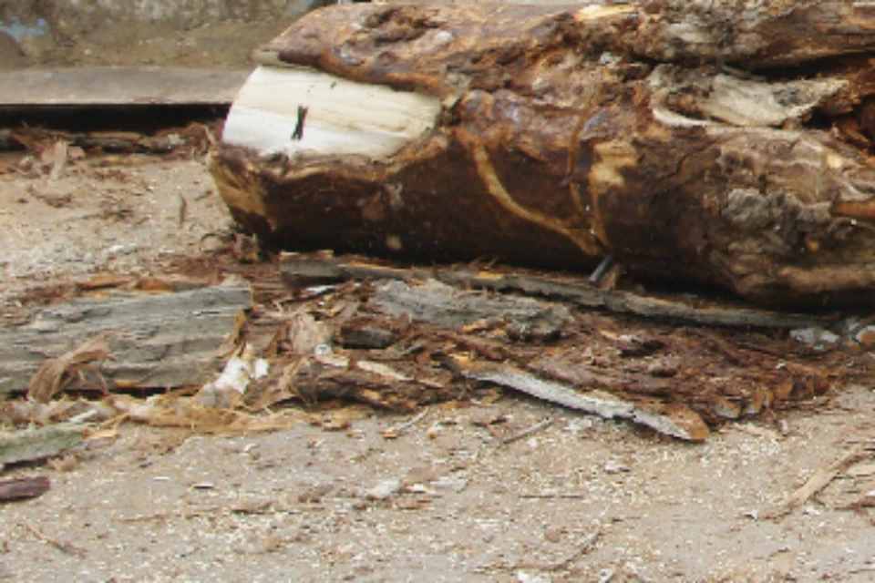 В Хабаровском крае на пятилетнего ребенка упало дерево, которое спилили директор дома культуры и ее подчиненный