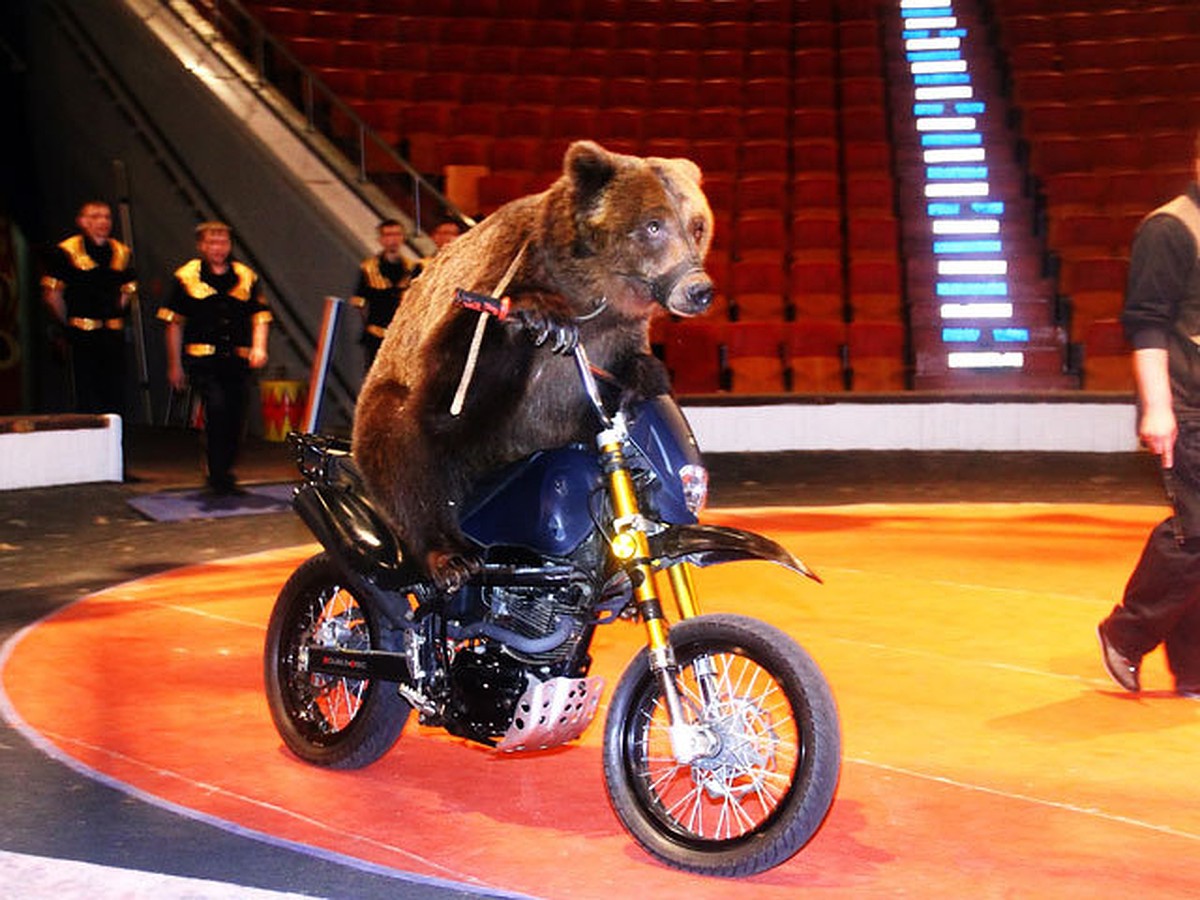 Ехали медведи на велосипеде: цирковые потапычы тренируются за 600 килограммов еды в день - KP.RU