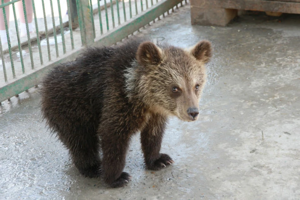 Медведи в городе: почему косолапые все чаще выходят к людям в Иркутской области