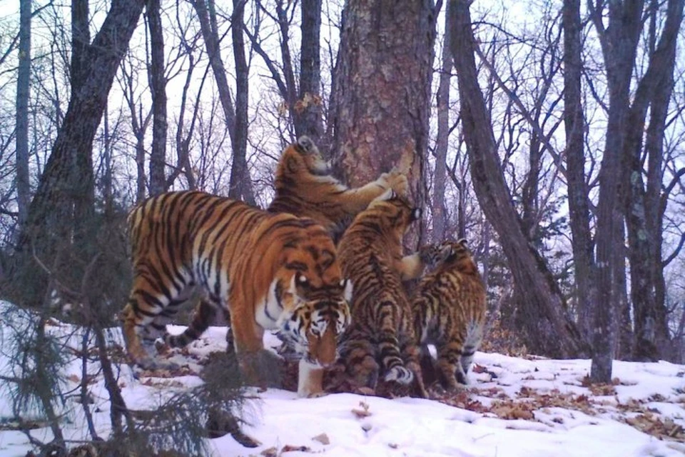 Нынешнее потомства у тигрицы - уже второе. Фото: пресс-служба ФГБУ "Земля леопарда"
