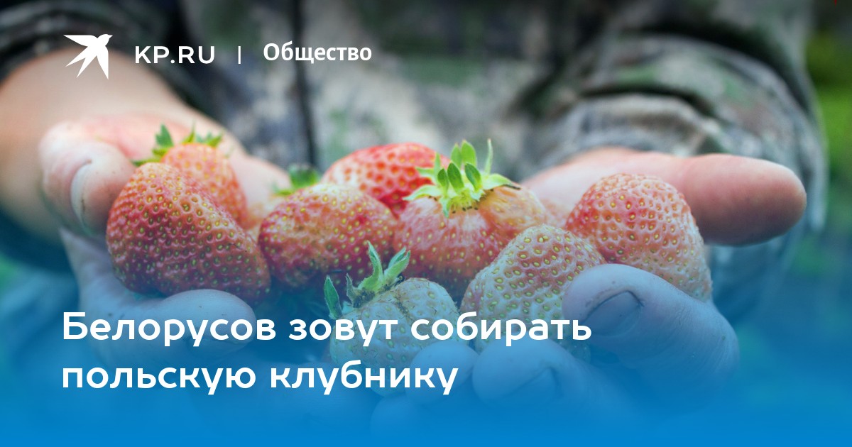 Будешь собирать зови. Клубника в Польше. Хохлы на клубнике