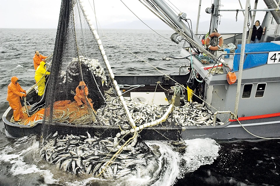 Российские рыбаки достигли рекордных показателей по вылову, но при этом на нашем рынке рыбы не хватает. Фото:globallookpress.com